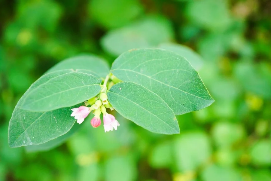 Premium Beedi Leaves