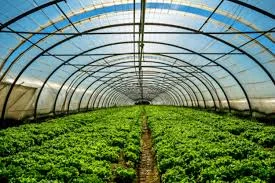 Commercial Greenhouse Structur