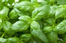 Basil Leaf (Ocimum basilicum)