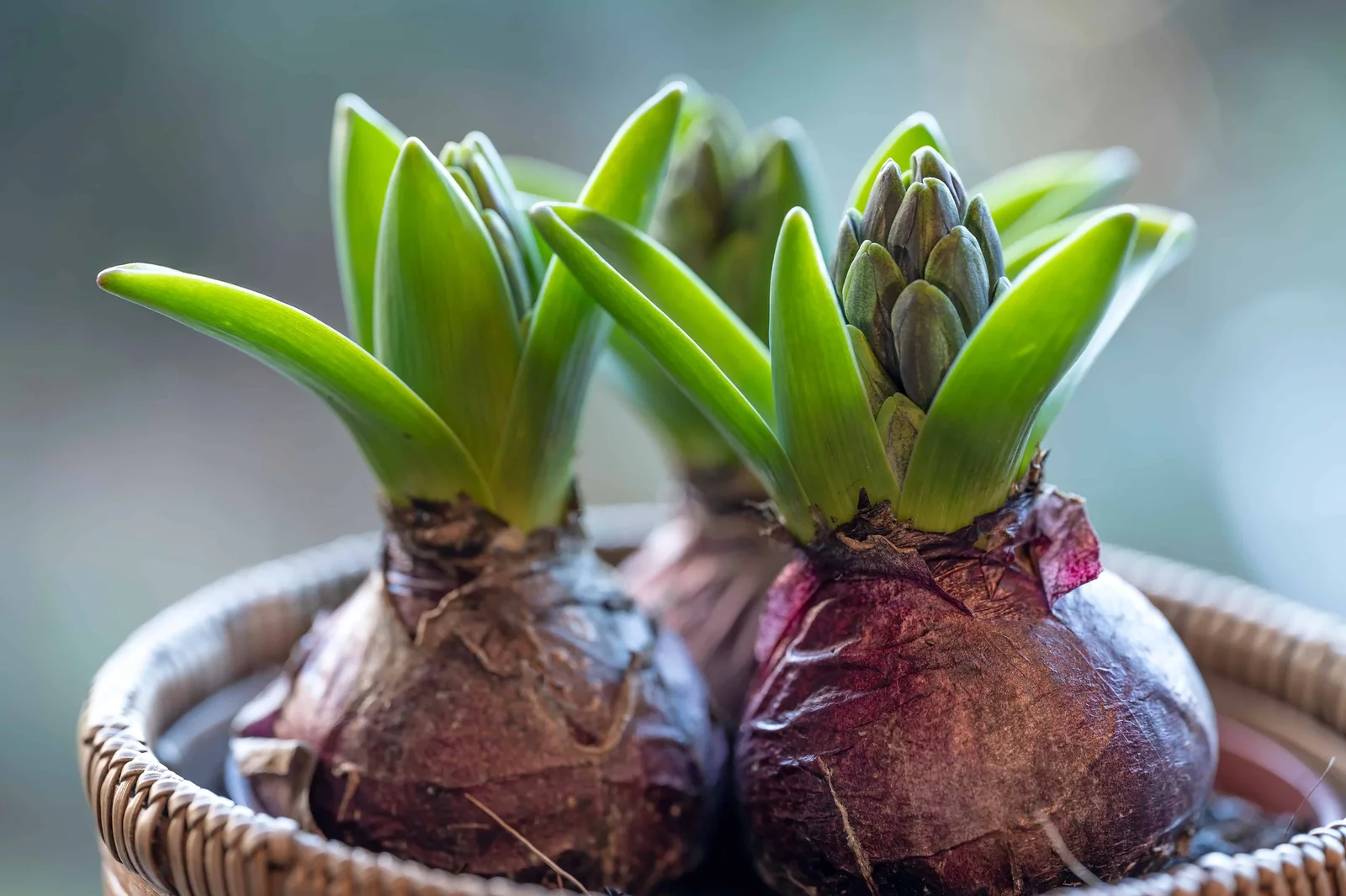 Flower Bulbs