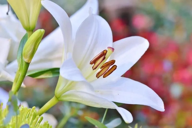 Fresh Lily