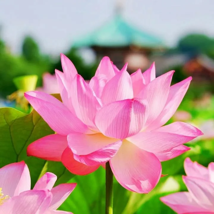 Fresh Lotus