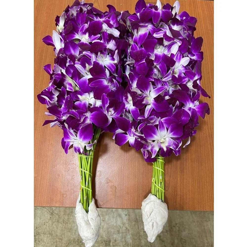 Fresh Orchid