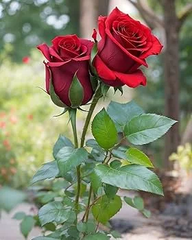 Fresh Roses