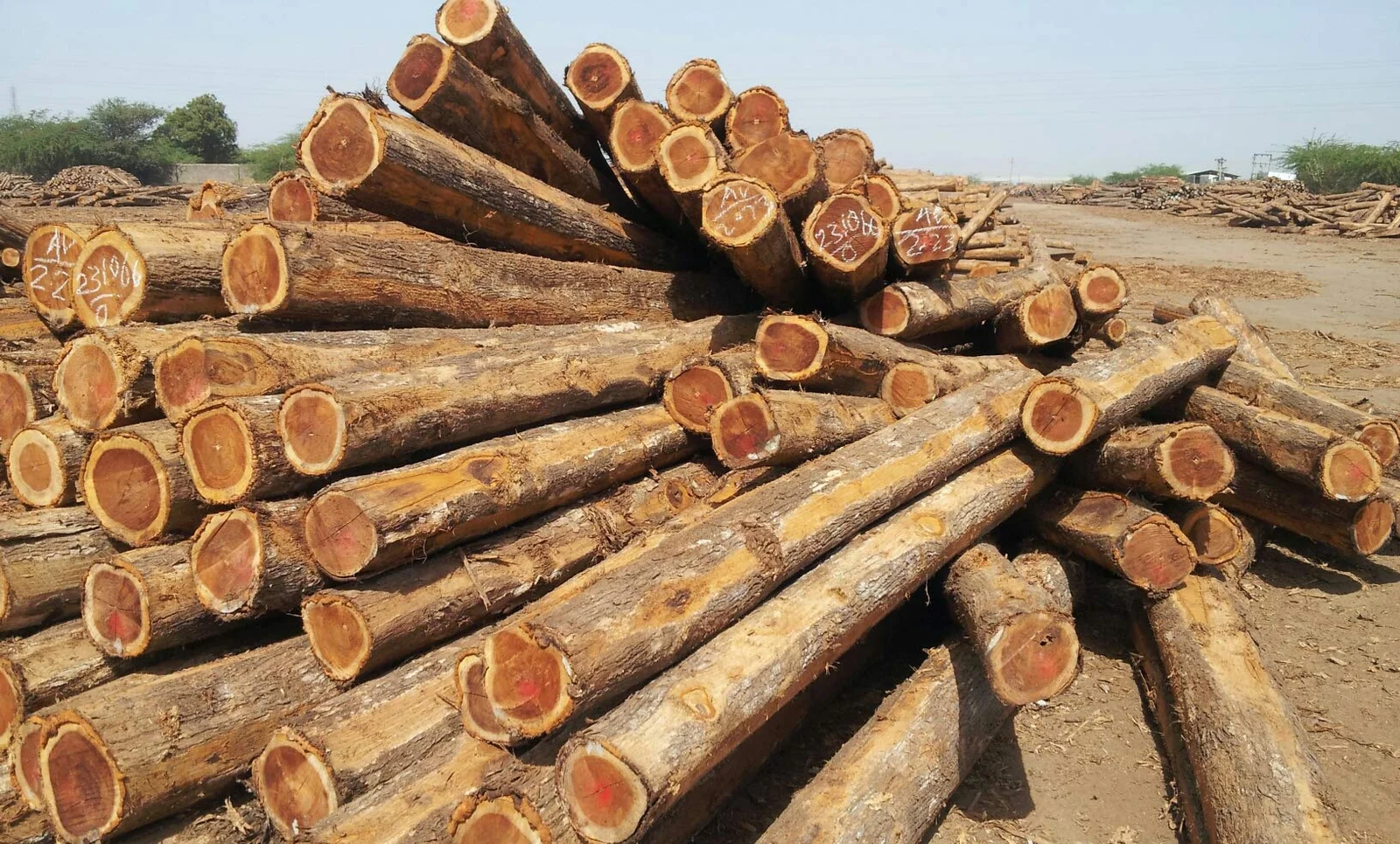 sagwan-wood