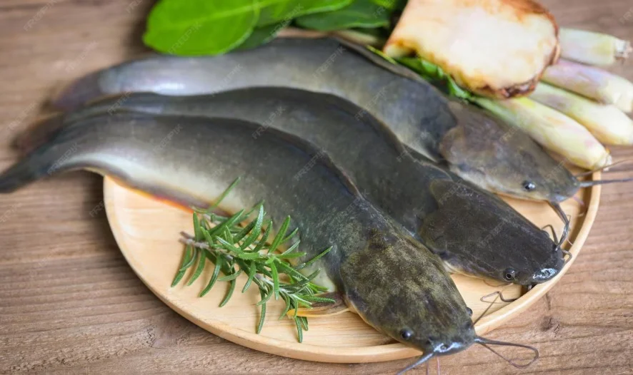 Fresh Catfish