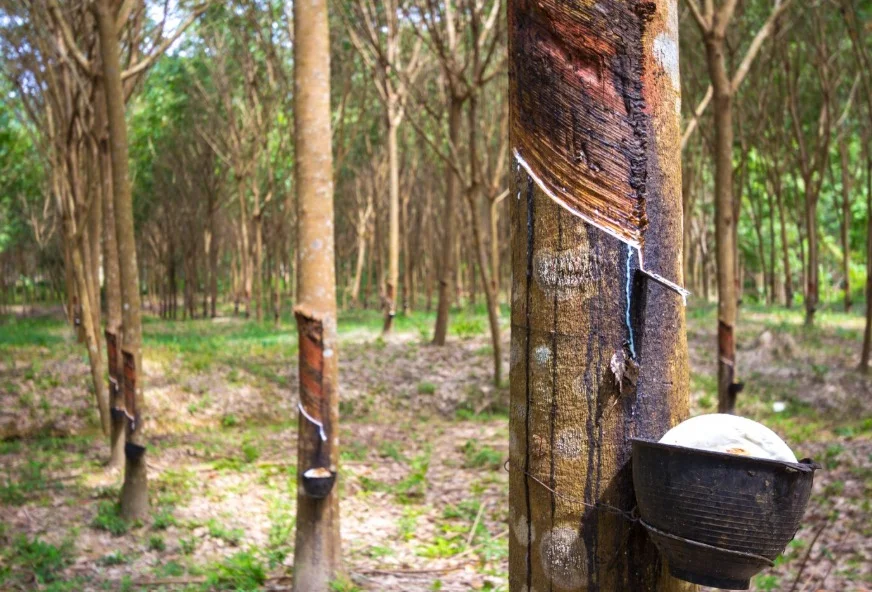 Raw Rubber
