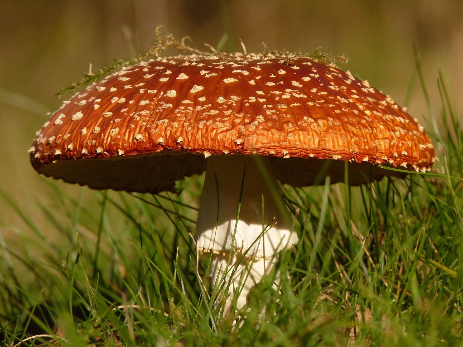 Mushroom